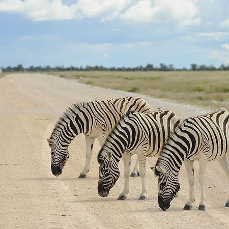 Etosha Village Okaukuejo Ngoại thất bức ảnh