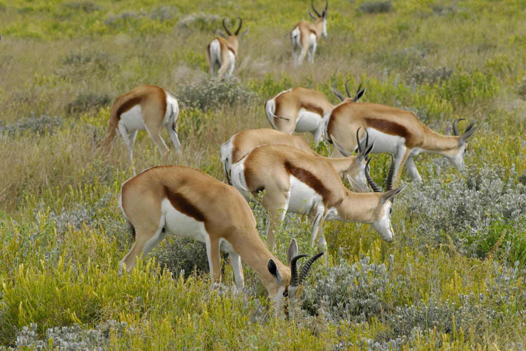 Etosha Village Okaukuejo Ngoại thất bức ảnh