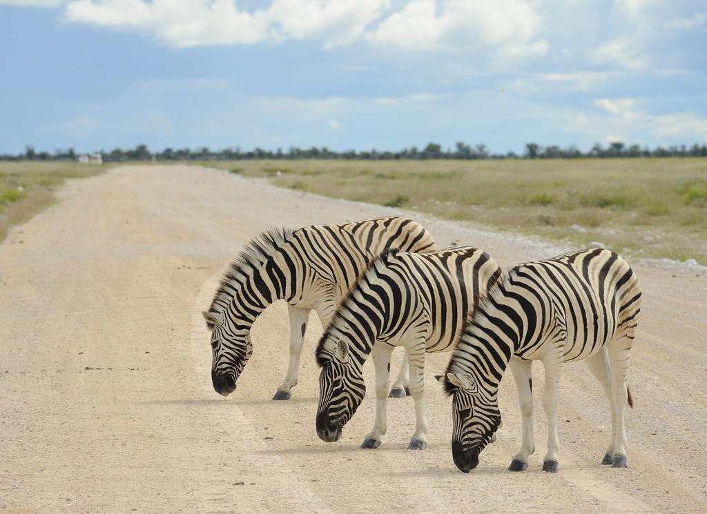 Etosha Village Okaukuejo Ngoại thất bức ảnh