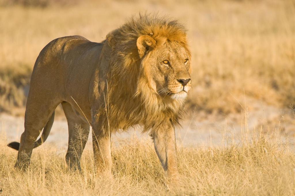 Etosha Village Okaukuejo Ngoại thất bức ảnh