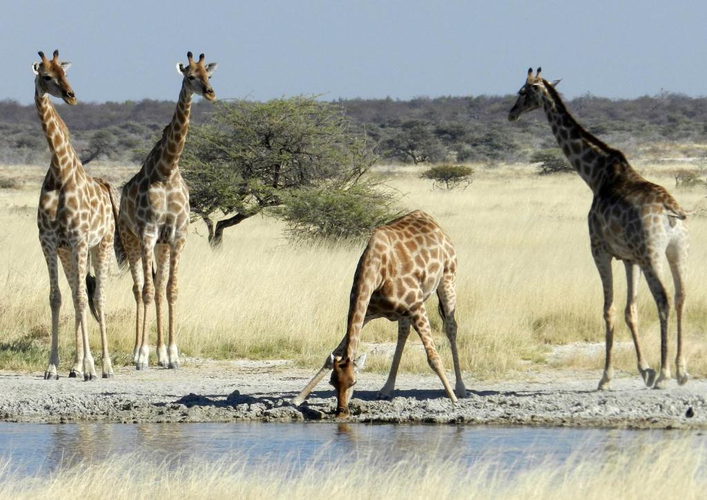 Etosha Village Okaukuejo Ngoại thất bức ảnh