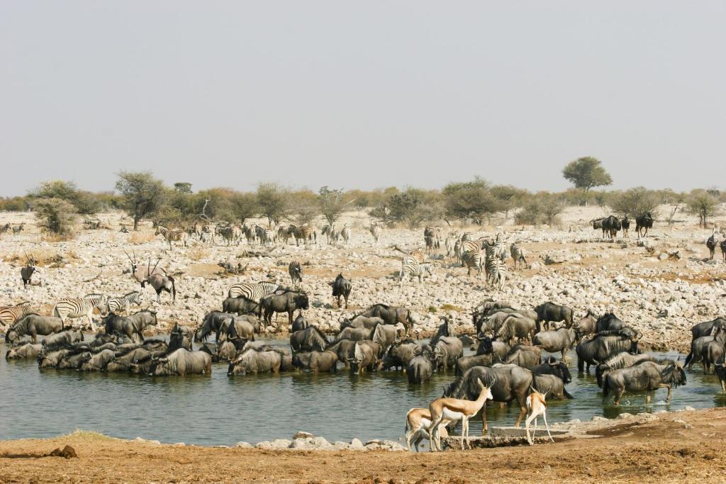 Etosha Village Okaukuejo Ngoại thất bức ảnh